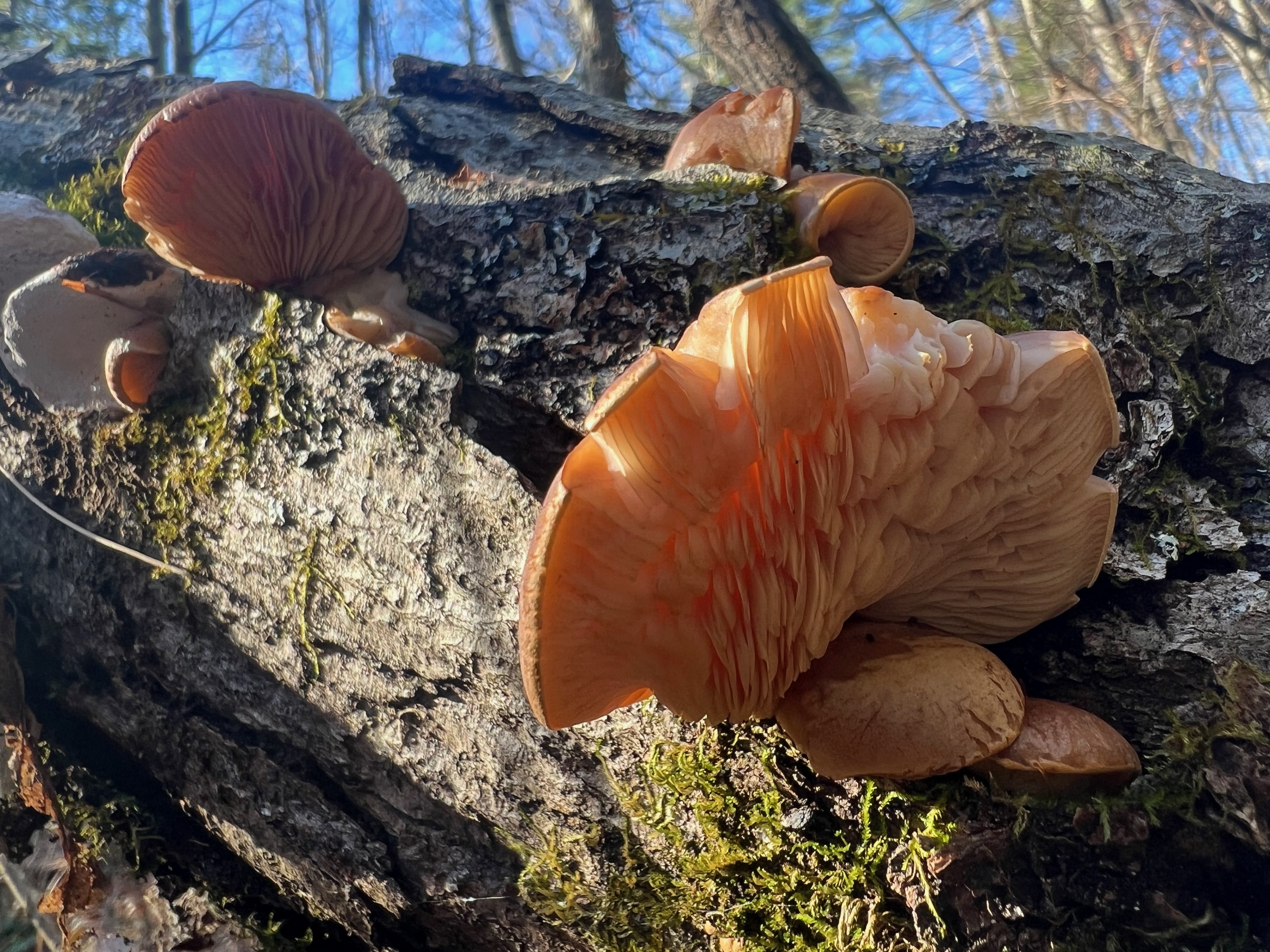 Sarcomyxa serotina